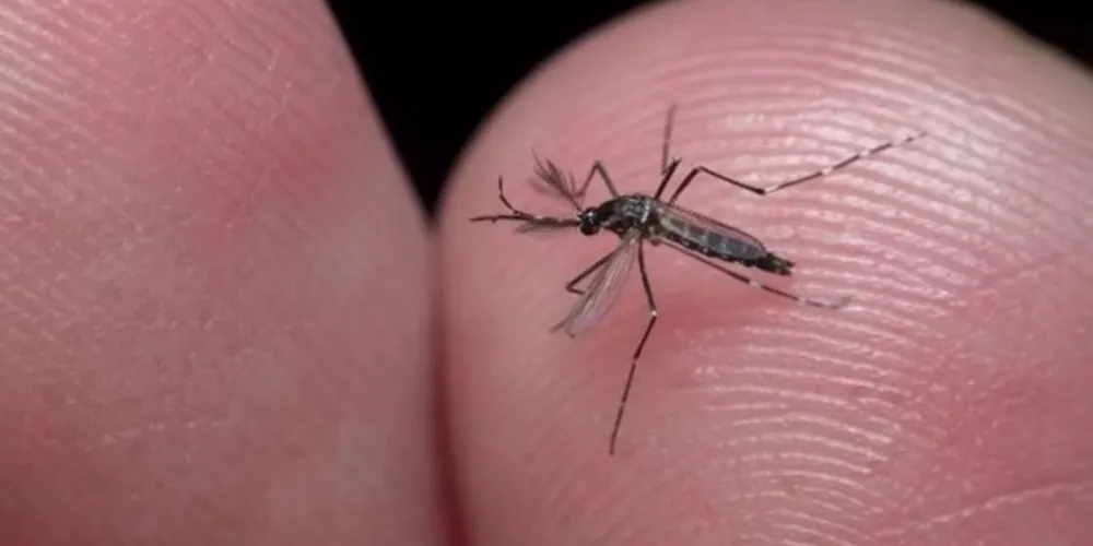 São três novos ôbitos no estado