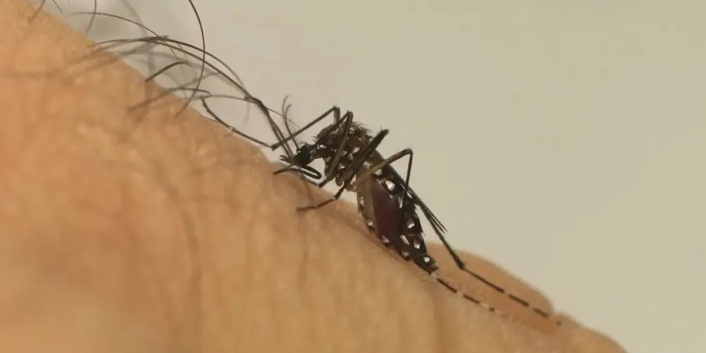 Aedes aegypti é o mosquito que transmite a doença