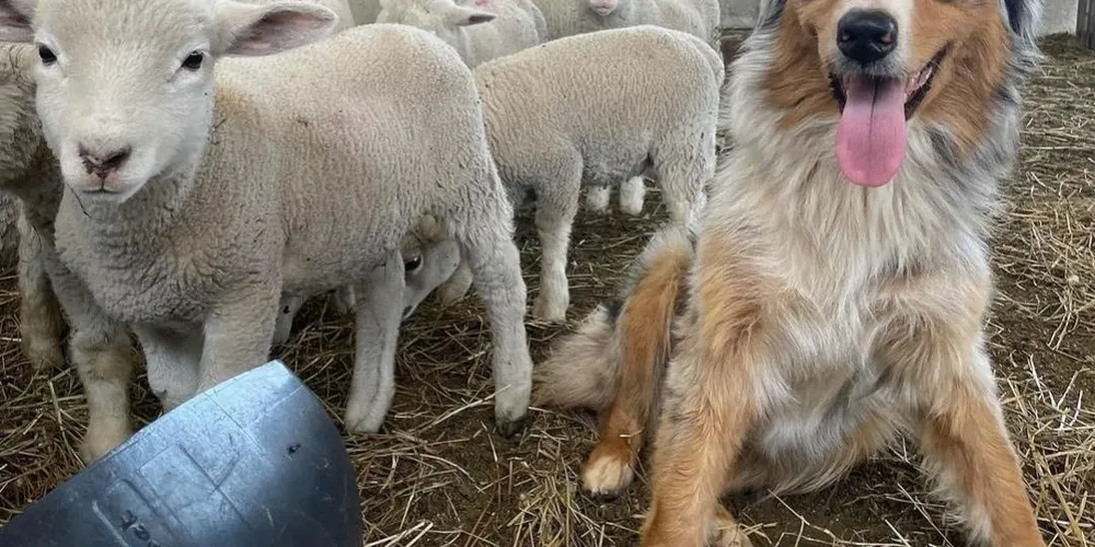 Cadela Djinn Ffoi morta com um tiro em 2021. Caso chocou Ponta Grossa e gerou indignação popular