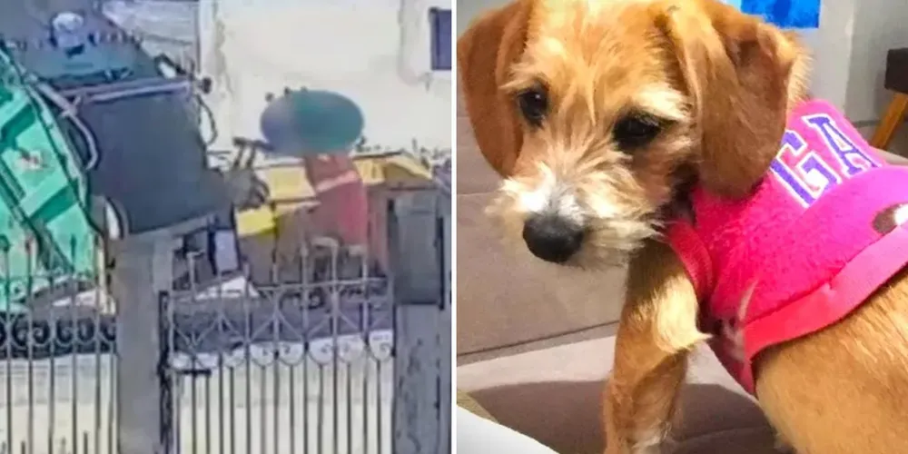 Cadela foi arremessada para o interior do veículo