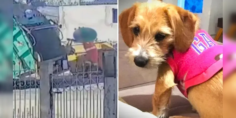 Cadela foi arremessada para o interior do veículo