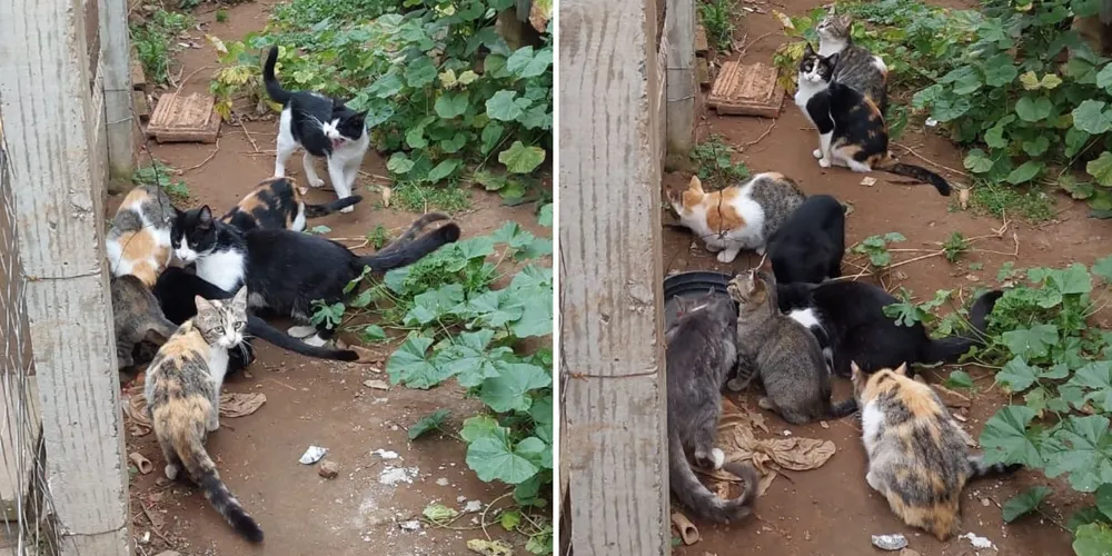 Felinos foram deixados sem qualquer tipo de cuidado ou assistência