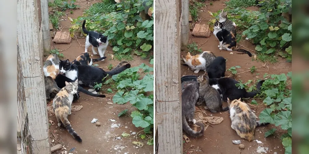 Felinos foram deixados sem qualquer tipo de cuidado ou assistência