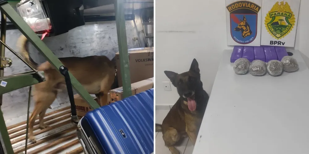 K9 Máximus localizou os entorpecentes