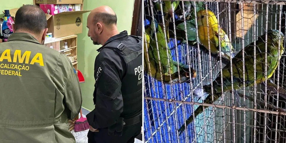 Entre as espécies traficadas estão onças, tucanos, araras, macacos, serpentes, aranhas e dezenas de aves nativas e exóticas