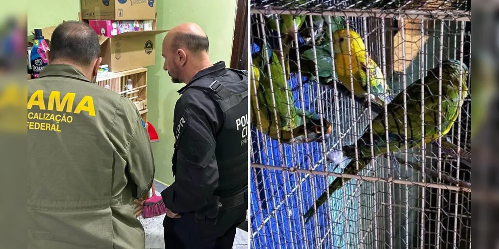 Entre as espécies traficadas estão onças, tucanos, araras, macacos, serpentes, aranhas e dezenas de aves nativas e exóticas
