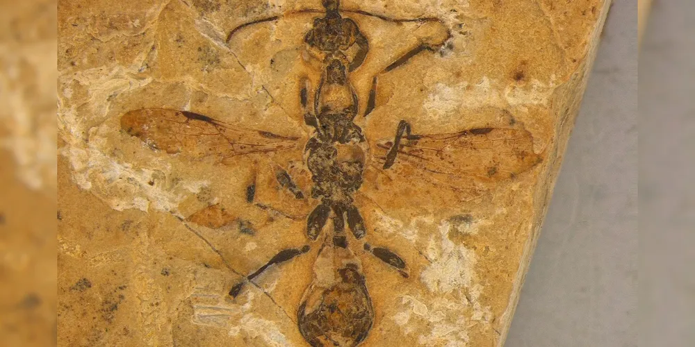 Fóssil foi escavado na formação geológica do Crato, no Ceará