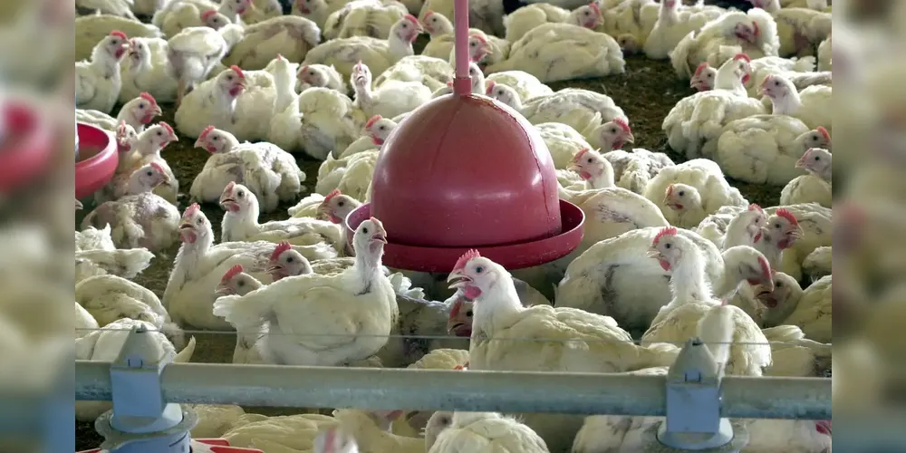 Ministério da Agricultura confirmou caso de gripe aviária em matrizeiro de aves comerciais