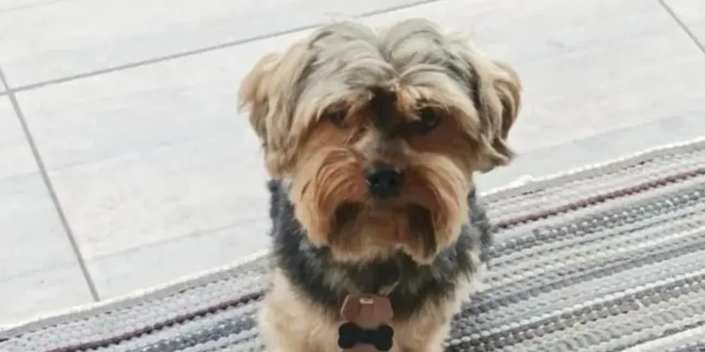 Fred foi devolvido em segurança