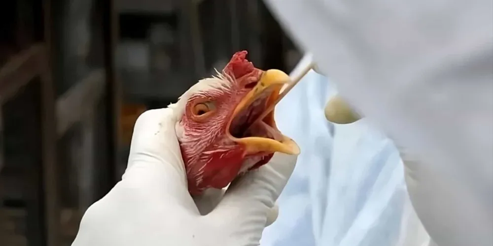 Casos confirmados foram no estado do Rio Grande do Sul