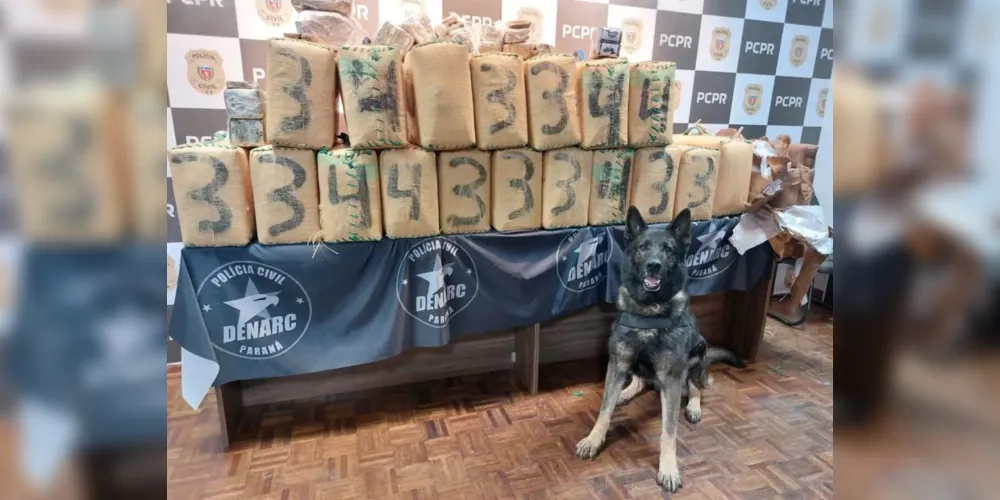 A droga foi apreendida em Campina Grande do Sul
