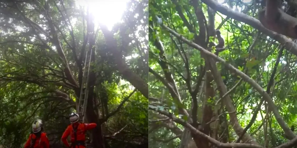 Homem estava em cima de uma árvore, na área da Base Aérea de Salvador