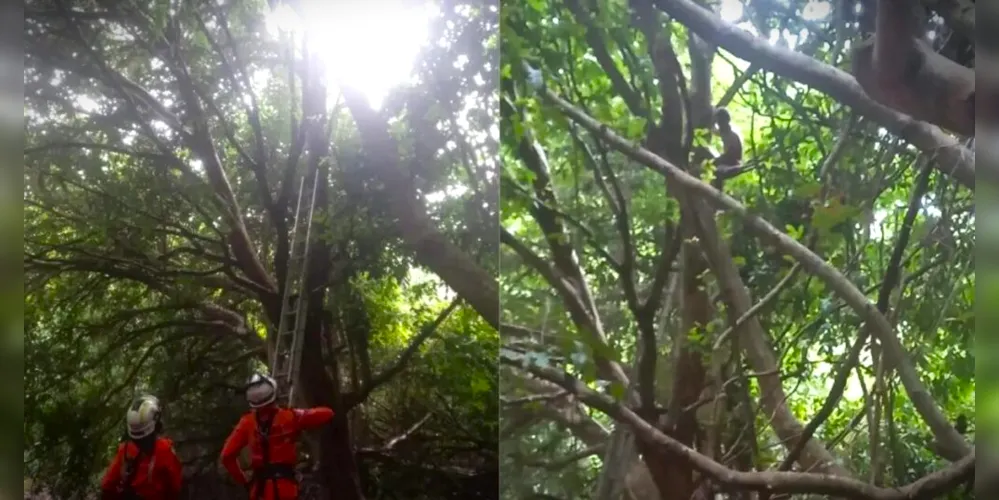 Homem estava em cima de uma árvore, na área da Base Aérea de Salvador