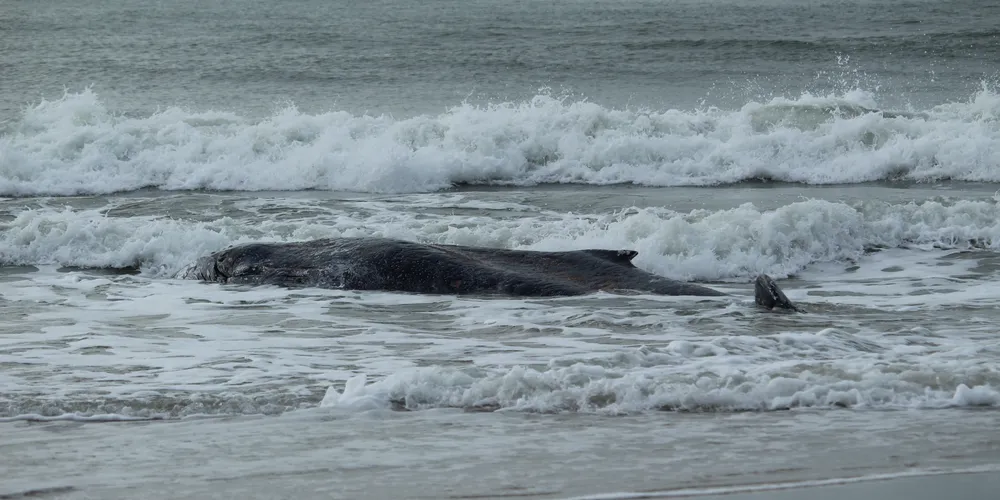O animal tinha, aproximadamente, 6,5 metros de comprimento