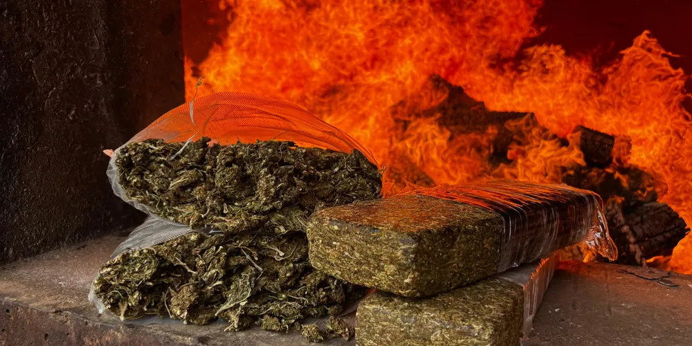 721,56 quilos de maconha foram incinerados nessa sexta-feira