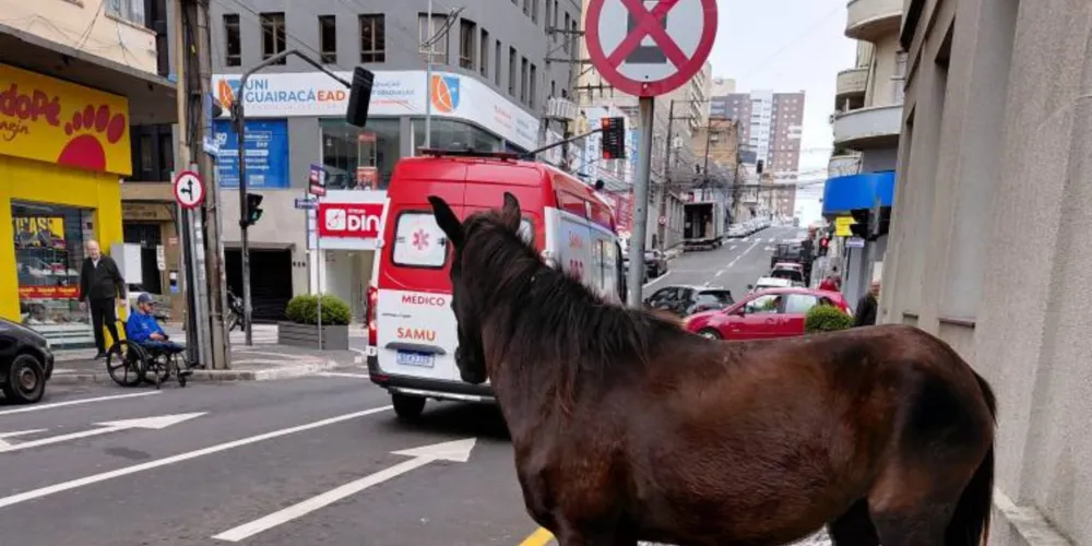 O animal estava em cima da calçada na rua Coronel Dulcídio, próximo à esquina do cruzamento com a avenida Vicente Machado