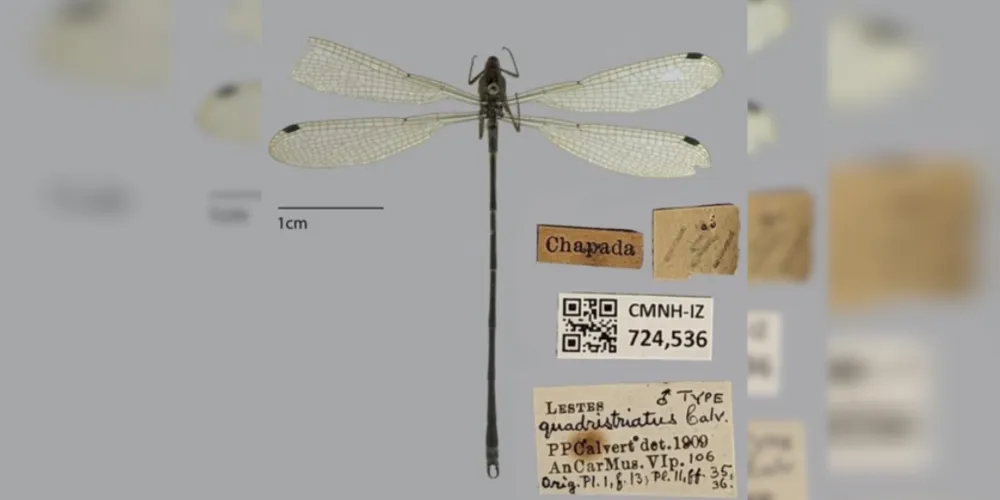 Exemplar descrito em 1909