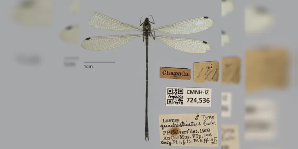 Exemplar descrito em 1909