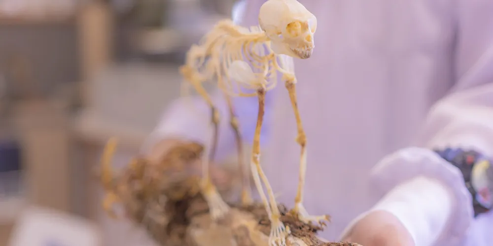 Laboratório de Zoologia surpreende com os detalhes dos animais