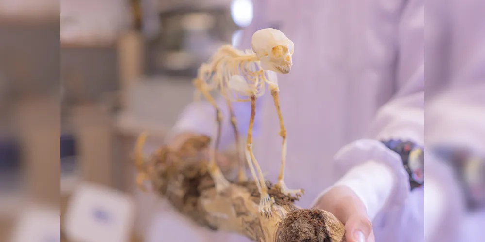 Laboratório de Zoologia surpreende com os detalhes dos animais