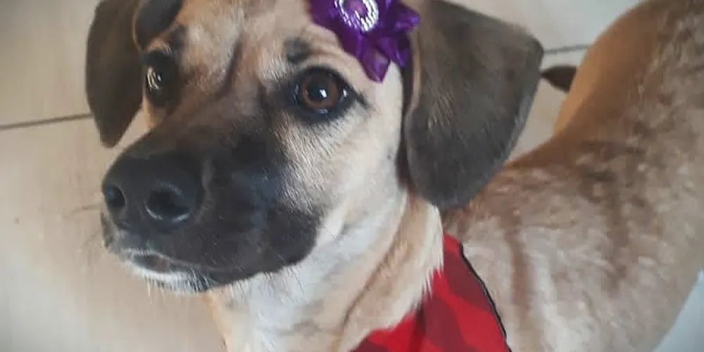 Luna tem quatro anos e toma medicação controlada para convulsões