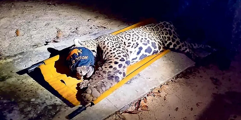 Felino está em tratamento em Campo Grande (MS)