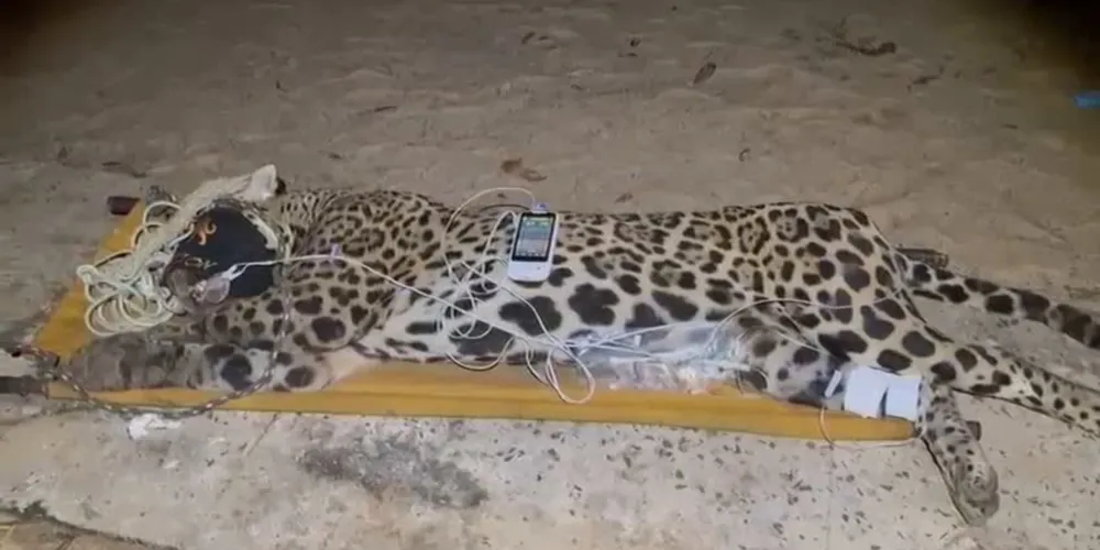 O macho foi capturado com vida por uma força-tarefa