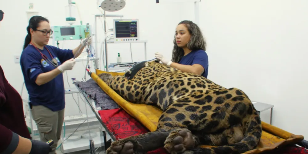 Animal passa por exames em clínica veterinária