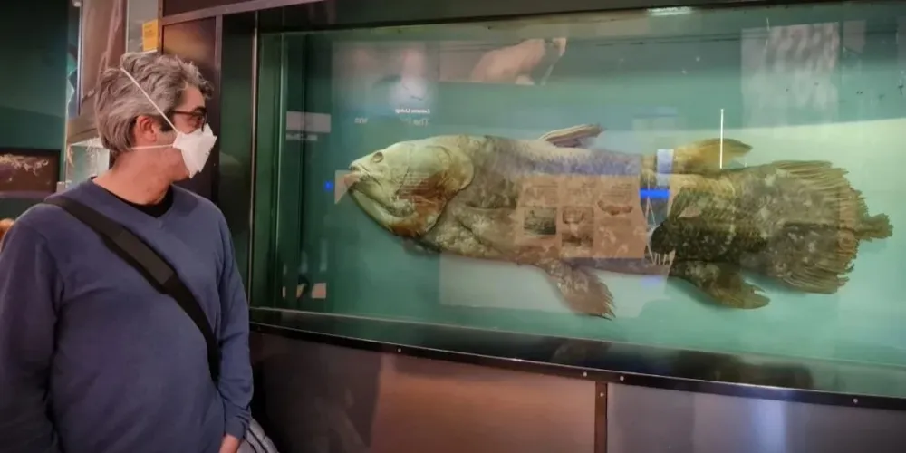 Celacanto é conhecido como 'fóssil vivo'