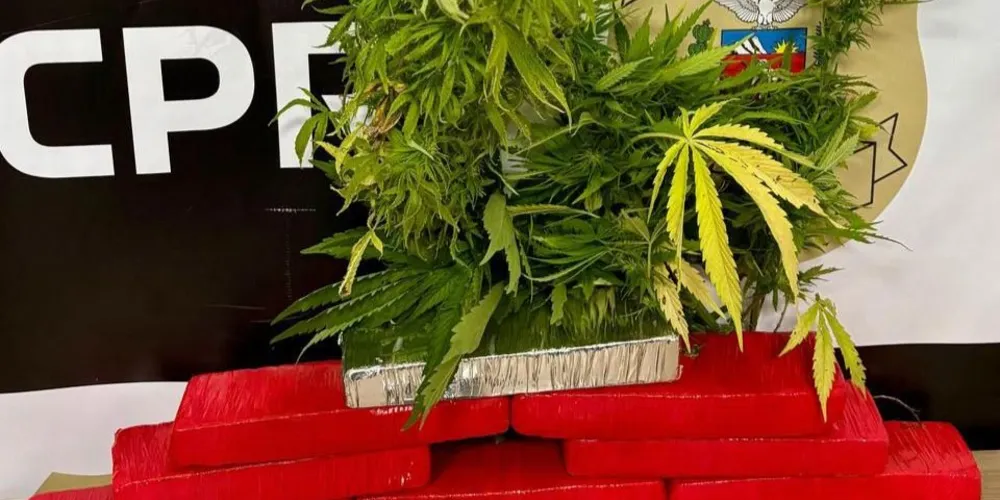 Uma das plantas era cultivada a céu aberto