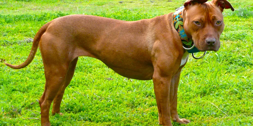 O pit bull é uma raça pura de cães atléticos de porte médio