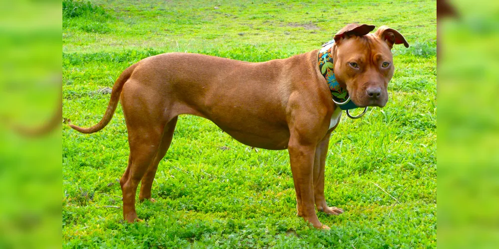 O pit bull é uma raça pura de cães atléticos de porte médio