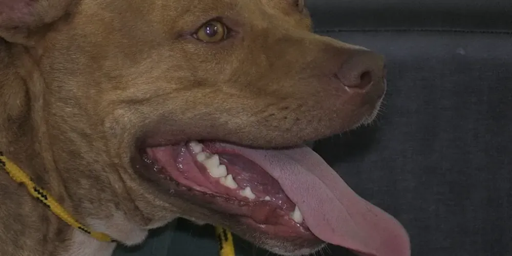 Animal foi recolhido pelo responsável durante atendimento