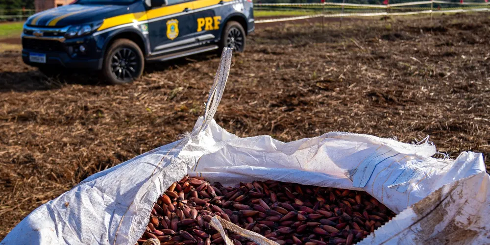 Serão semeados espécies nativas da Mata Atlântica