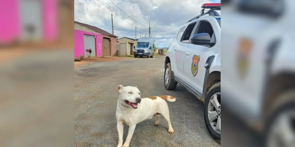 A tutora do Pitbull foi encaminhada para a delegacia