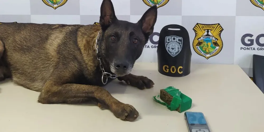 Cão foi acionado durante um patrulhamento