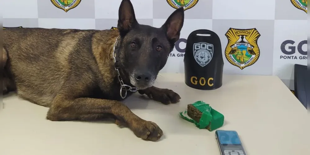 Cão foi acionado durante um patrulhamento