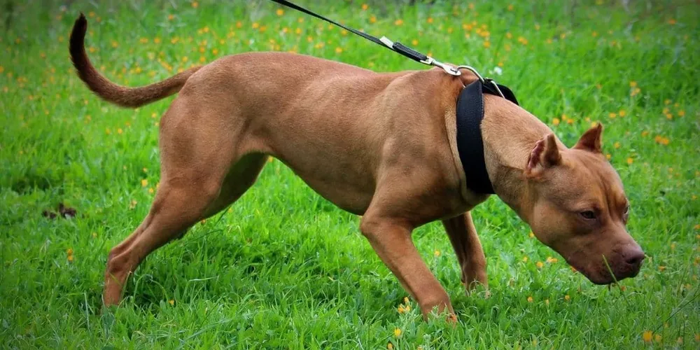 Animal foi morto pelo marido da vítima