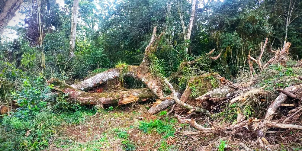 Espécies ameaçadas de extinção também foram danificadas