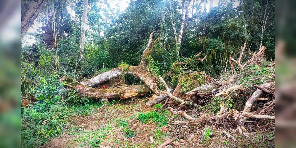 Espécies ameaçadas de extinção também foram danificadas