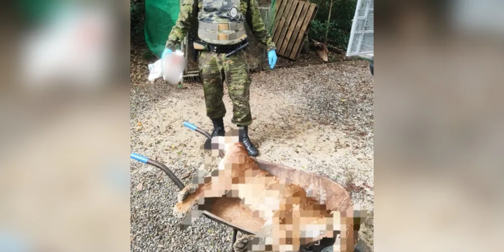 O animal foi atropelado na PR-427, km 59