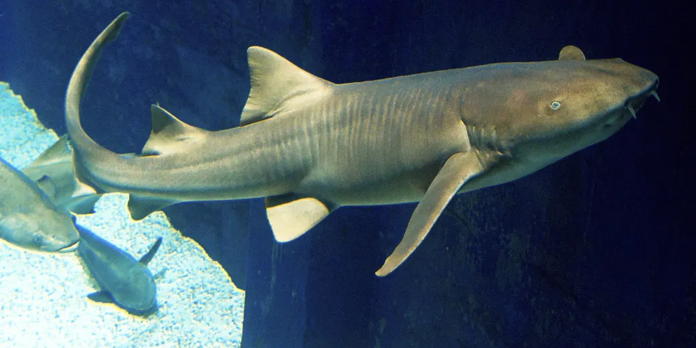 Animal envolvido no incidente é um tubarão-lixa