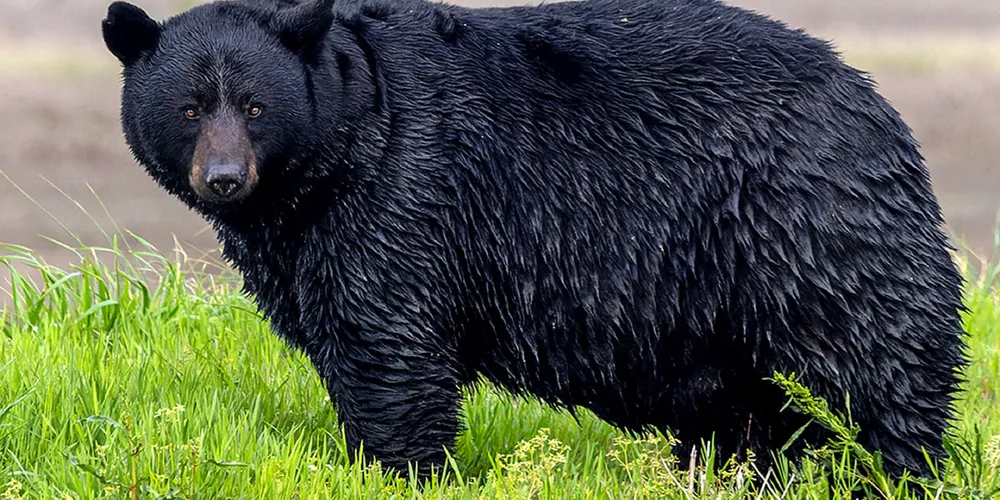 Estima-se que existam cerca de 4 mil ursos pretos vivendo na Flórida