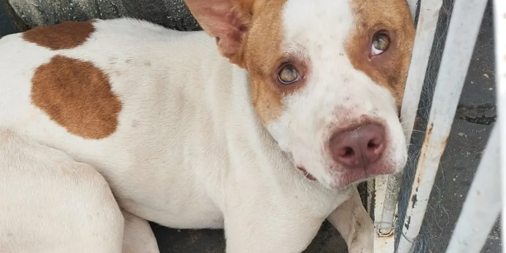 Cão apareceu na rua, na Vila Ricci, na noite desse sábado (26)