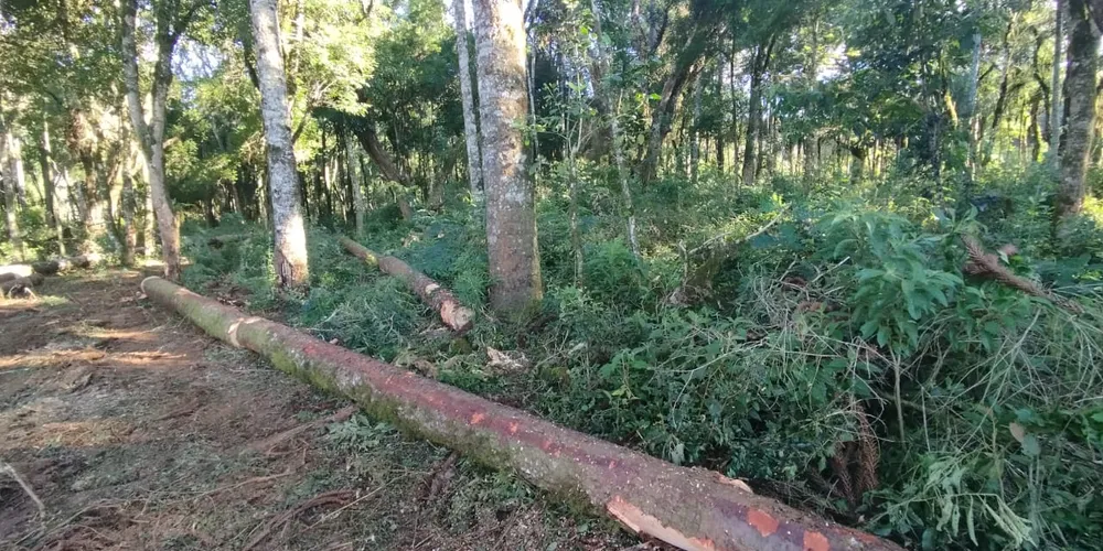 As investigações apontam que houve o corte de diversas árvores da espécie Araucária sem autorização do órgão ambiental e dos proprietários dos imóveis