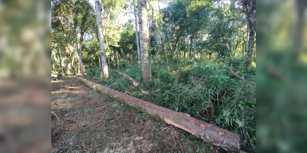 As investigações apontam que houve o corte de diversas árvores da espécie Araucária sem autorização do órgão ambiental e dos proprietários dos imóveis