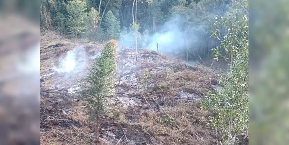 Além de cortar, o homem ateou fogo na área, causando danos ambientais