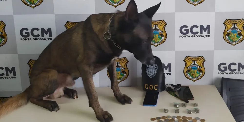 Bolt auxiliou os guardas municipais na operação