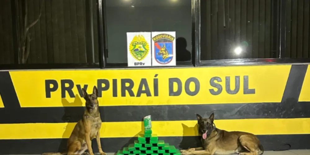 Cães detectaram a droga
