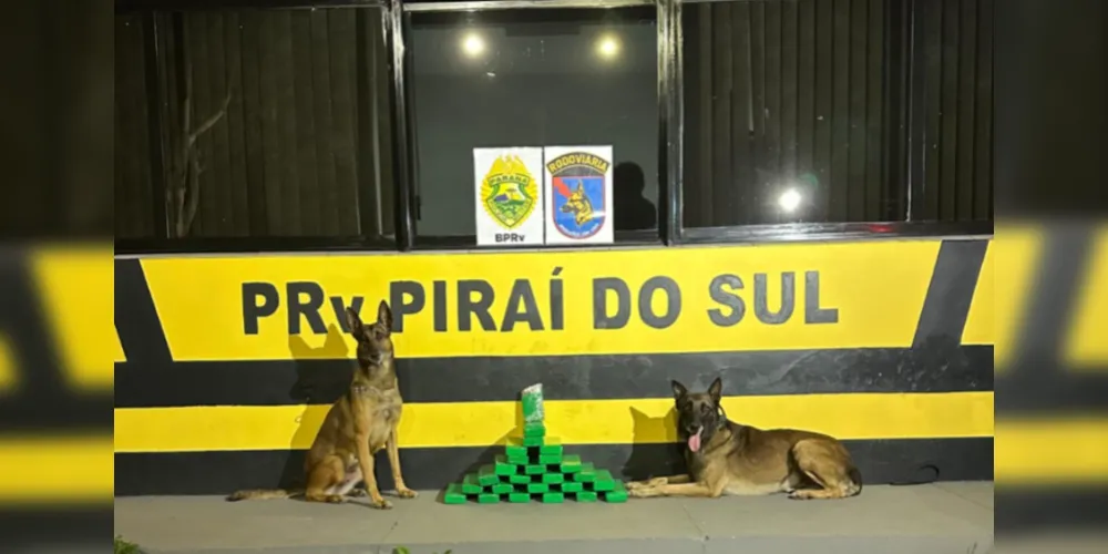 Cães detectaram a droga